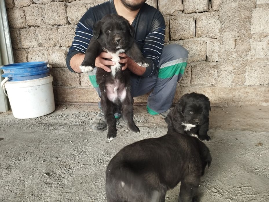 Alabay bollari sotiladi bir oylik boldi liniyasi bor