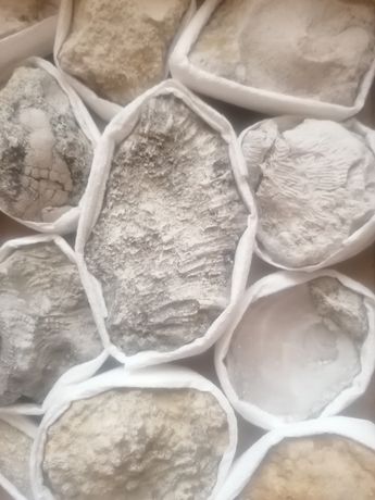 Кутия с фосили на милиони години