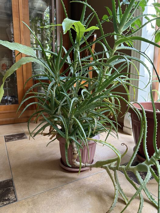 Продаю большие алоэ по 50.000 сум