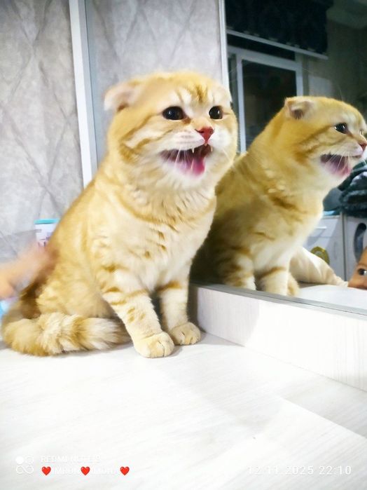 Скотш фолд золотая шиншилла чистый крови мальчик оригиналная 100%