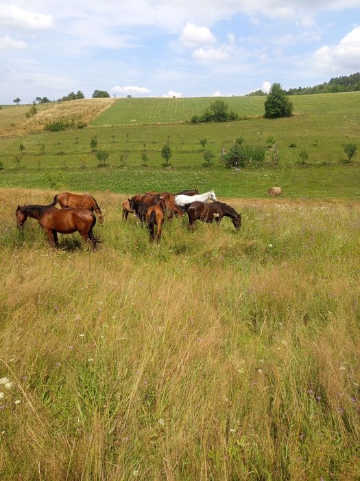 Cai pur sânge arab și cal de sporrt romanesc