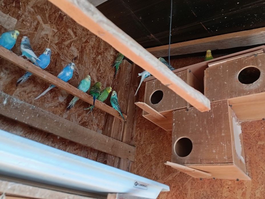 Vand Perusii 30 bucati