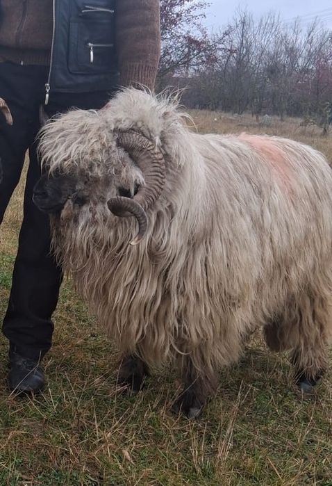 Vând berbecii bucălai