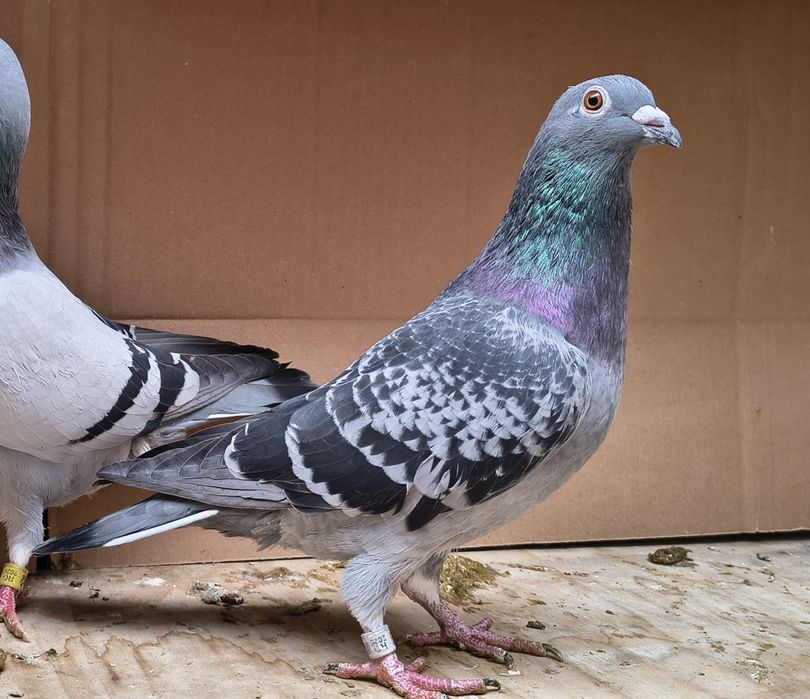 Porumbei voiajori 2025 și păsări din matcă