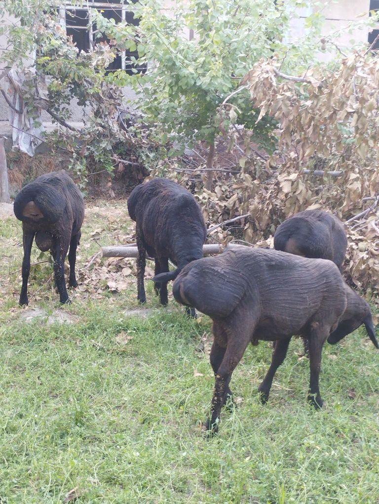 Xisori quylar sotiladi srochna yeb ichishi zur aybi yoʻq narxi oldida