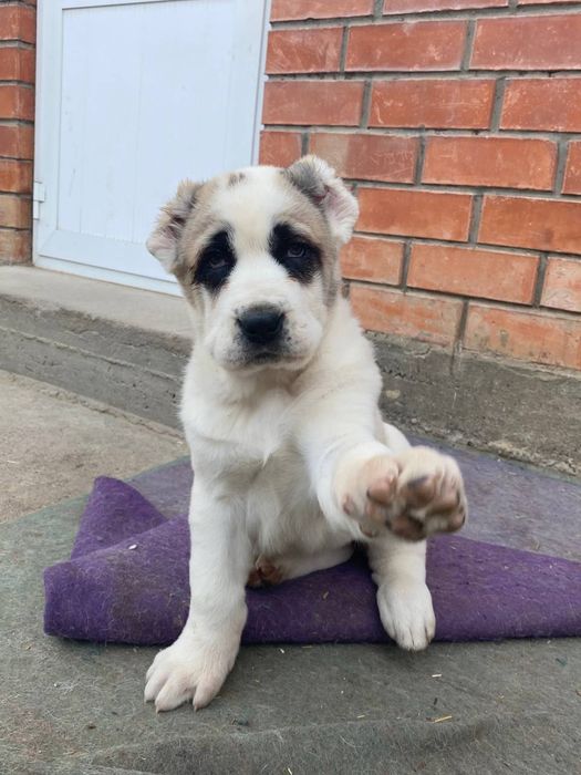 Алабай  щеночки  чистокровные