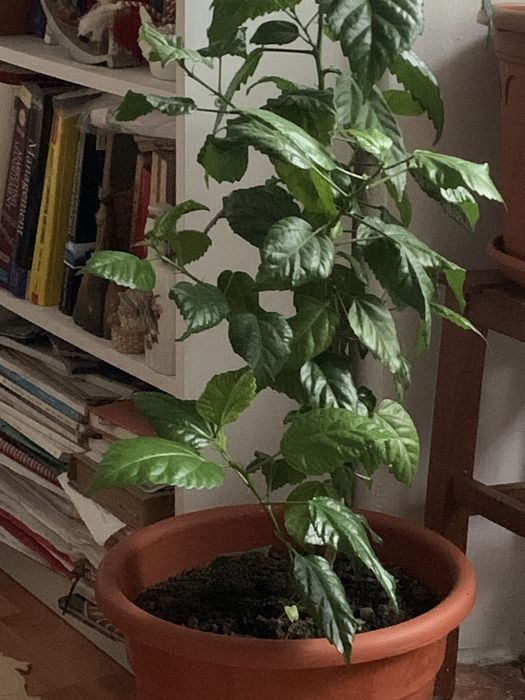 Trandafir japonez de 2 ani cu flori rosii batute