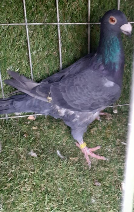 Porumbei stil vechi duduros