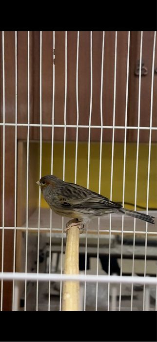 Канарейка пара.