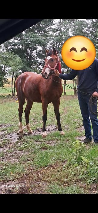 Vând armăsar cal foarte bland