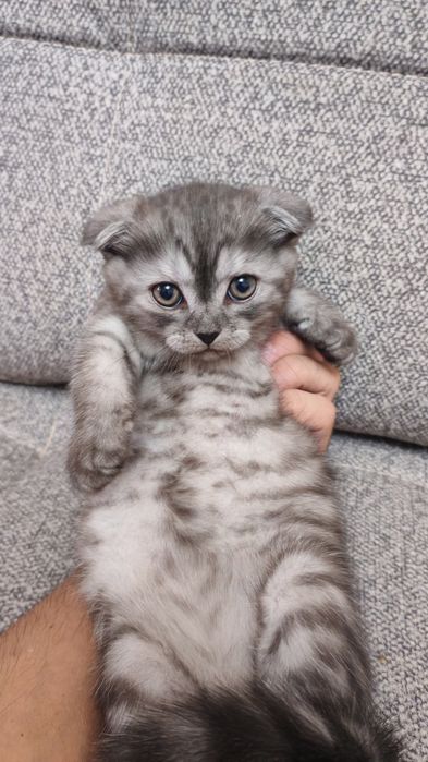 Продаю котёнка Скоттиш Фолд
