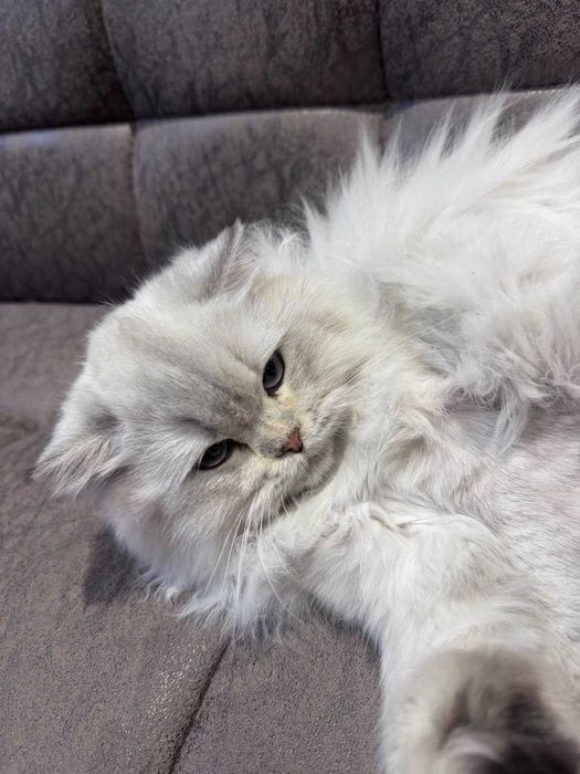 British Long-hair sotiladi