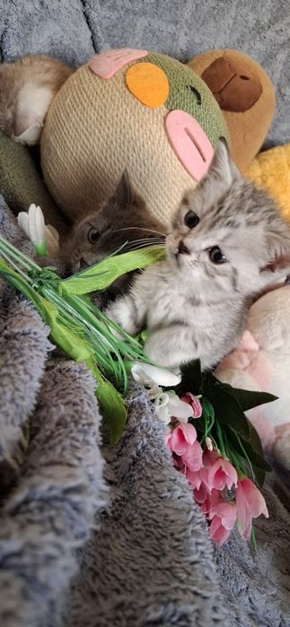 Шотландские котята скоттиш страйт