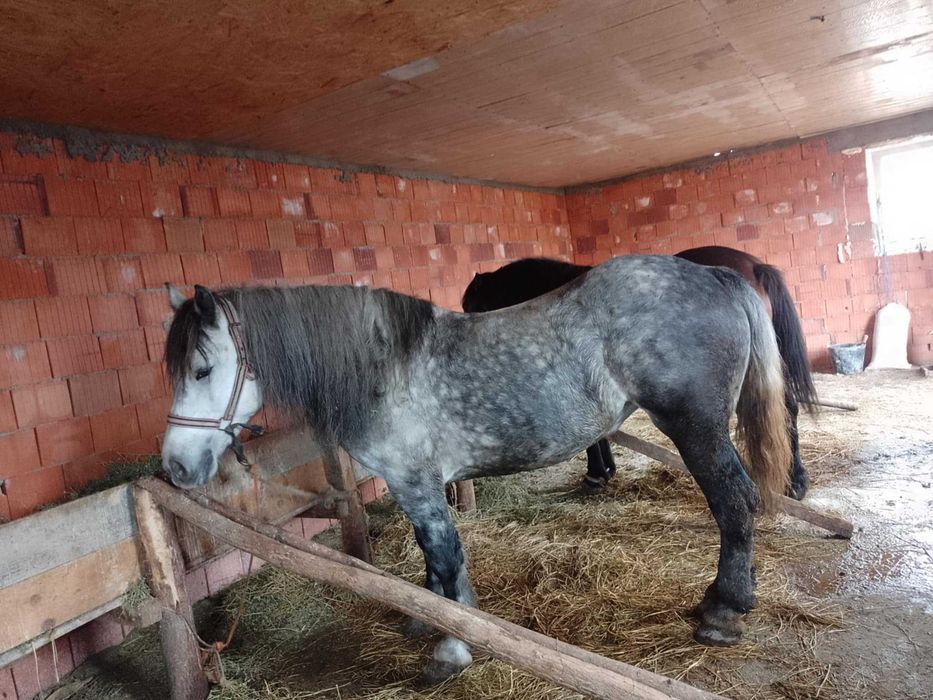 Iapa de 4 ani de vnzare