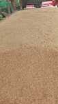 Triticale Recolta 2025