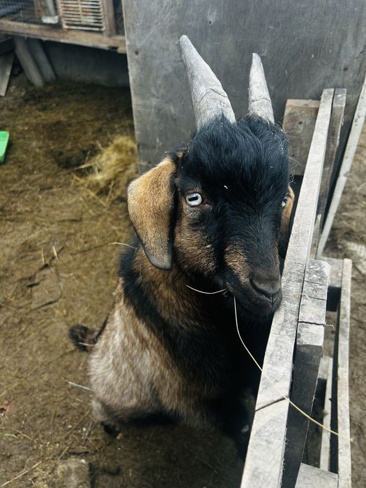 Продам породистого козла