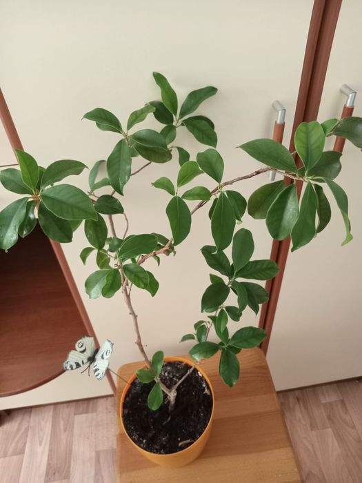 Продам фикусы мокломе, бенджамина и другие комнатные цветы