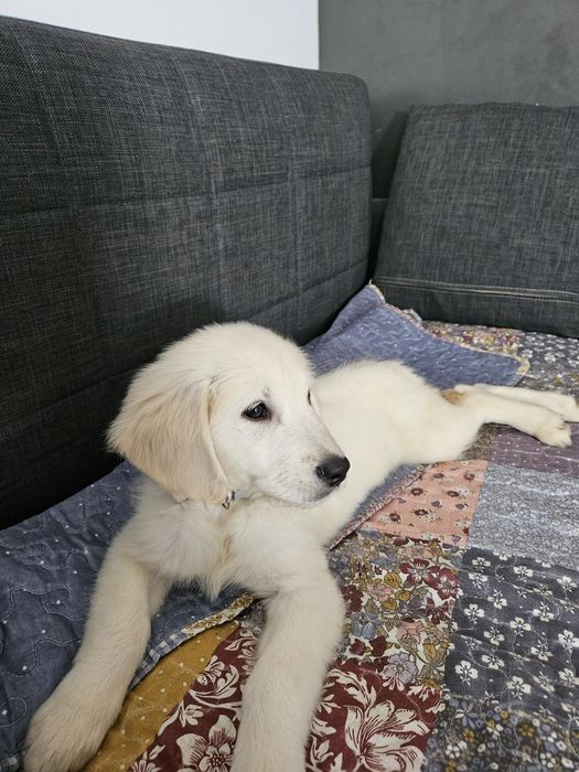 Продава се Голден Ретривър