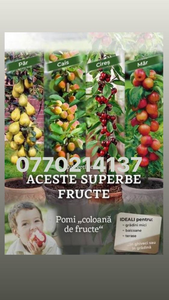 Pomi columnari super calitate