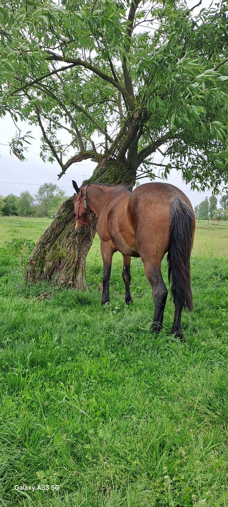 Vând iapă de 5 ani