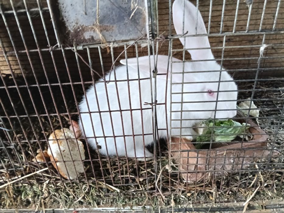 Vând sau schimb iepuri cu găini