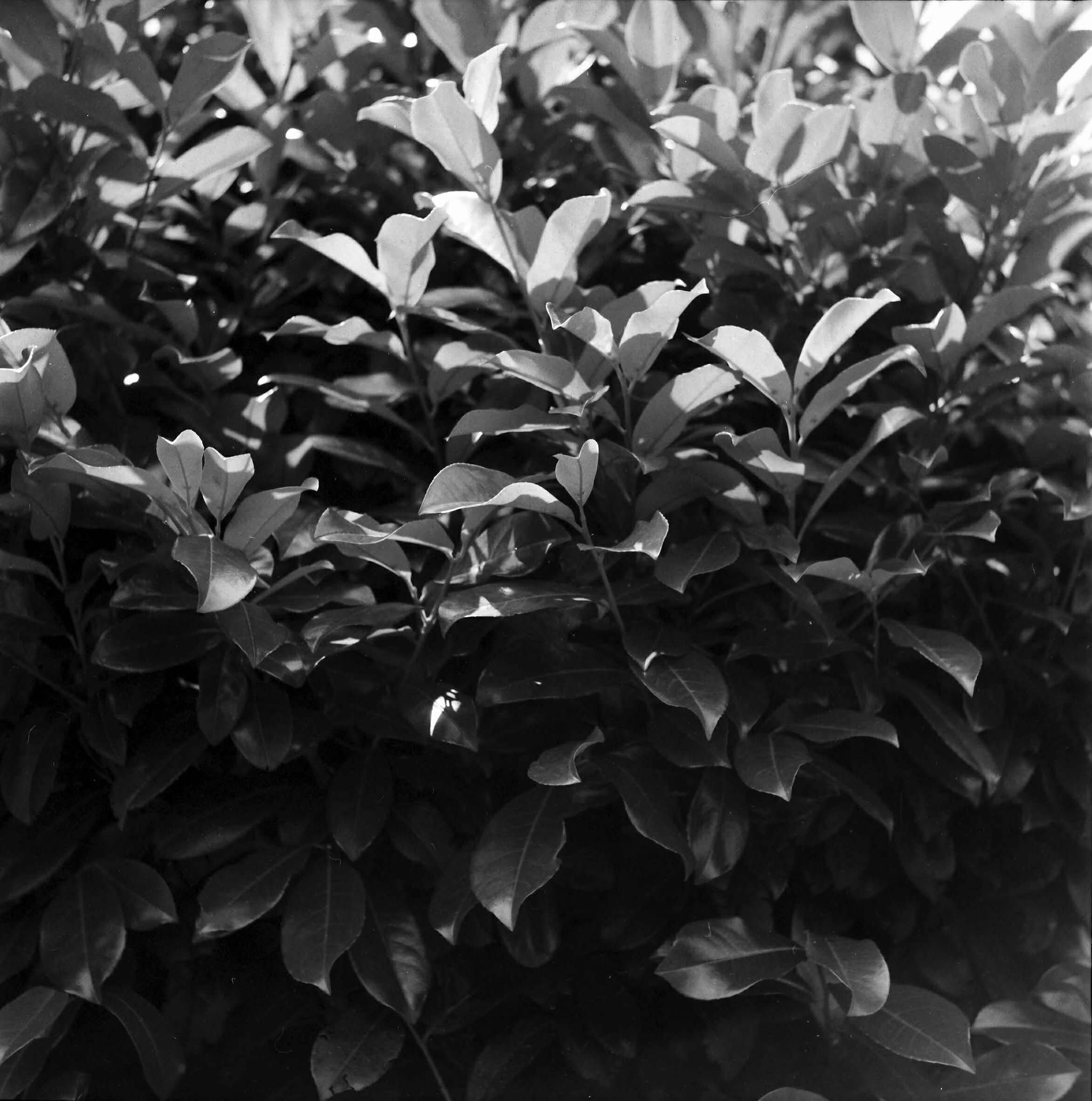 Yashica C Yashicaflex TLR фотоапарат