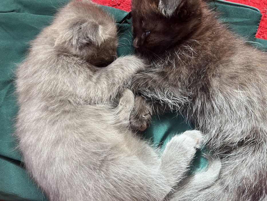Милые шотландские котята, возраст 1 месяца, продажа