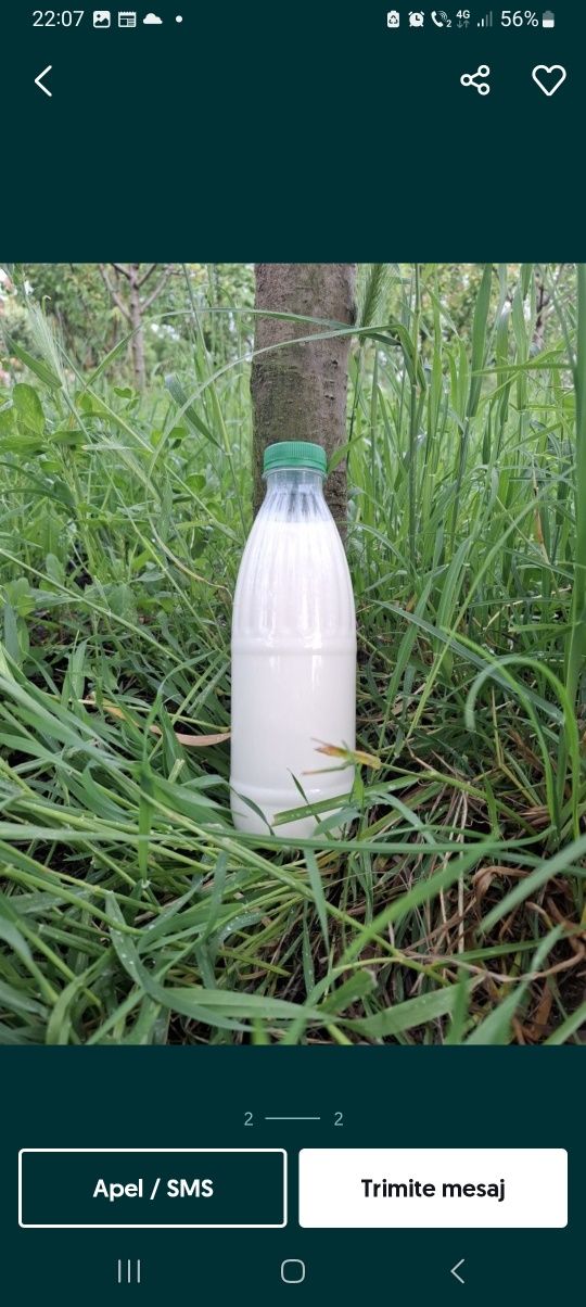 Vând lapte de capra bio sat gherogeni com.felacu judetu cluj pret 8 l