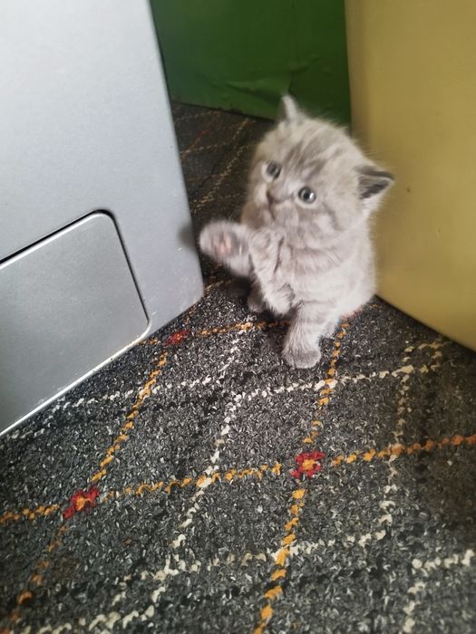 Скотиш страйт и фулд