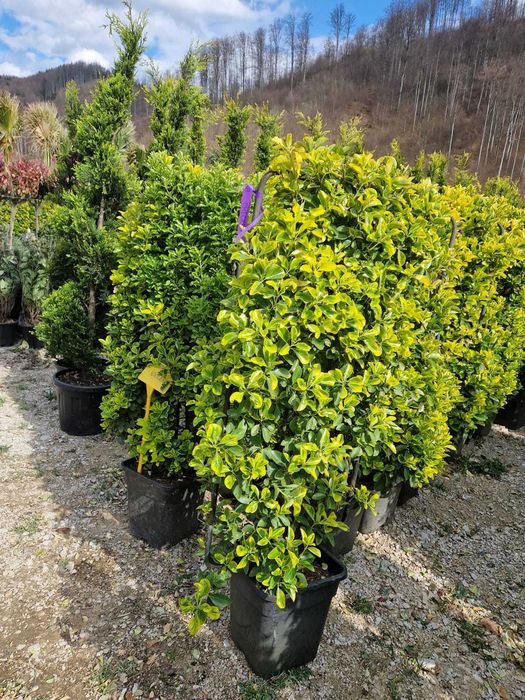 Plante ornamentale atractive pentru zone de relaxare