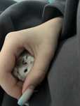 Vand hamster+cusca+mancare+fan