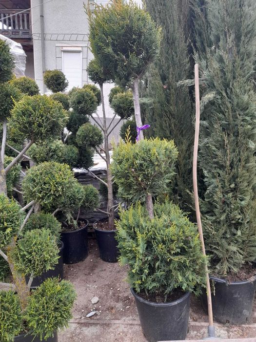 Plante Ornamentale