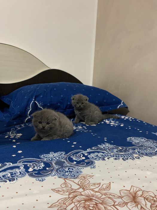 Pisica Scottish Fold