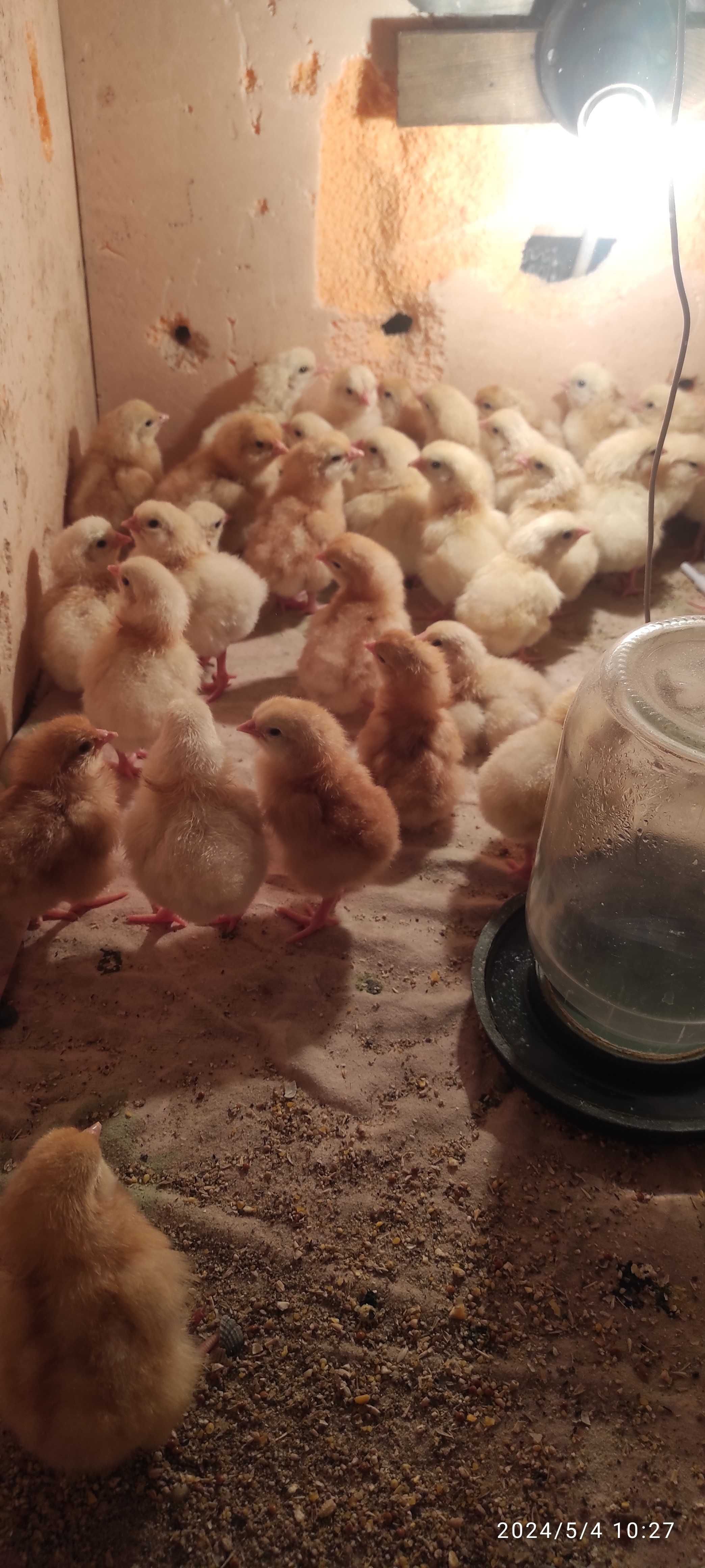 Продам суточные цыплята Ломан Браун несушки