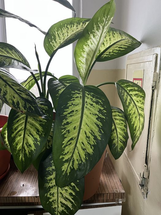 Vand flori decorative