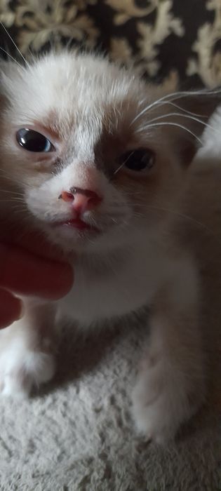 Скоттиш страйт девочка кофейного раскраса