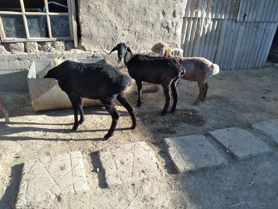 Qõylar sotiladi buğoz