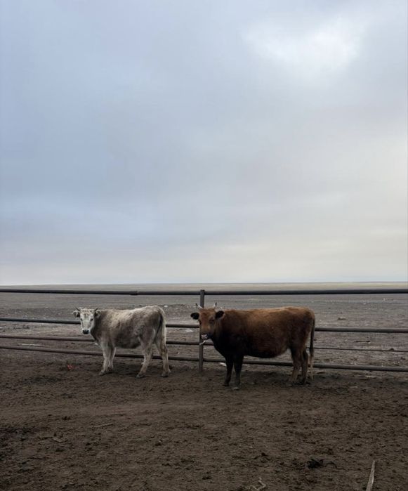 Ту сиырлар сатылады