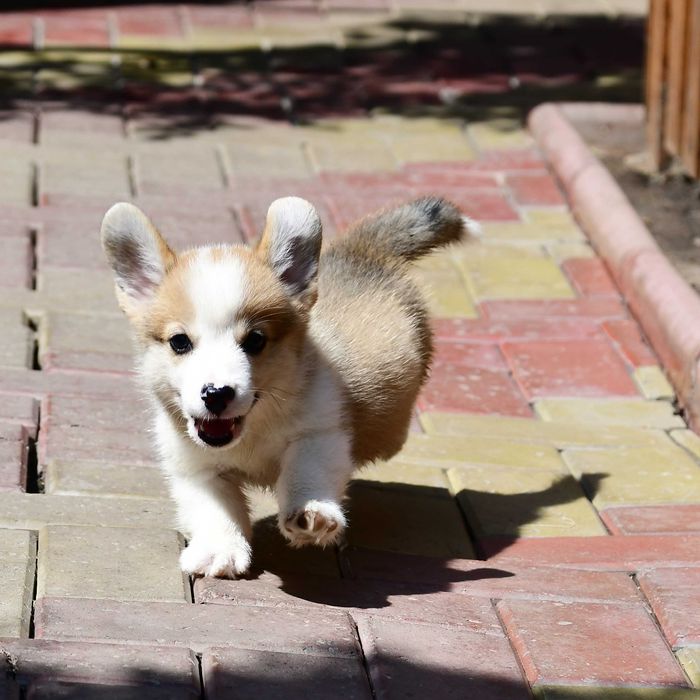 Cățelus Corgi Pembroke – Linie de Sânge de Excepție, crescător cu afix