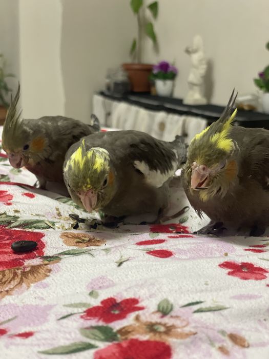 Pui de nimfa crescuti la seringa 600  lei toti perusi pereche  100 lei