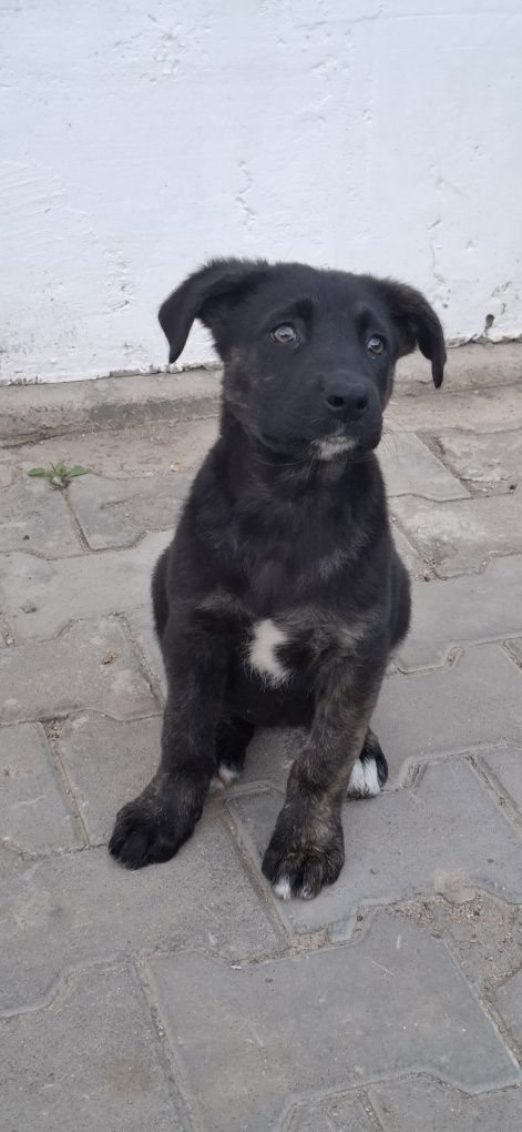 Щенок, Щенята, щенки, щенков ОТДАМ ОТДАМ