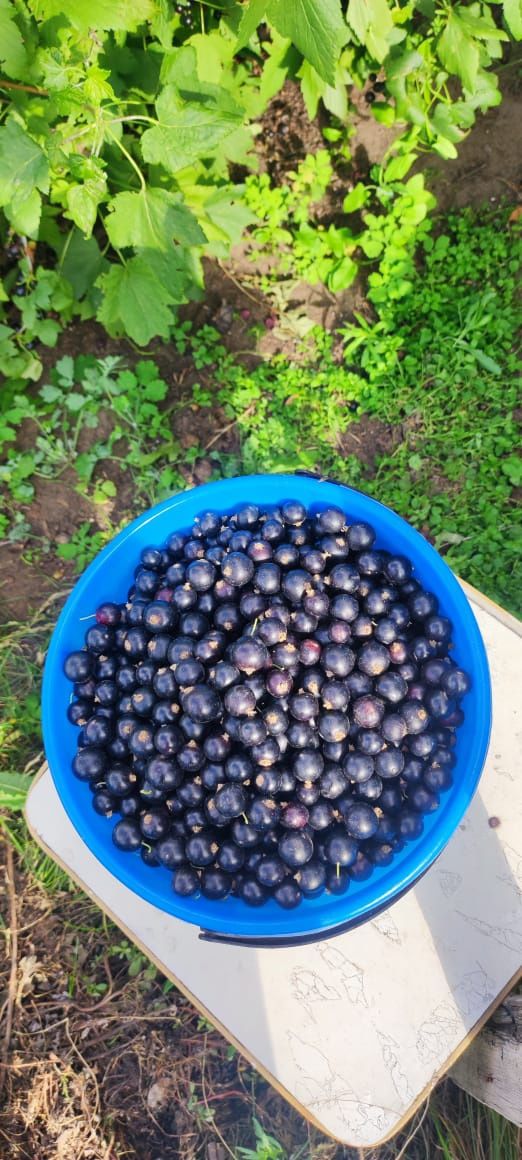 Продам смородину дачную