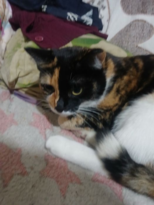 Отдам кошку в добрые руки.