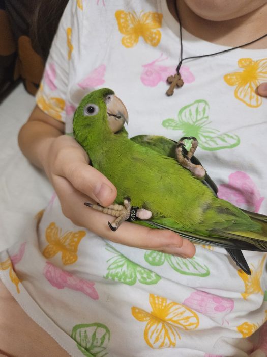 Pui papagal Conur cu Gâtul Roșu / Red Throated Conure