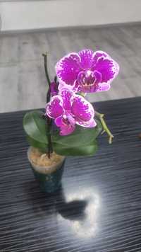 Орхидея Миди 36 /Phalaenopsis Orchid/
миди 39см