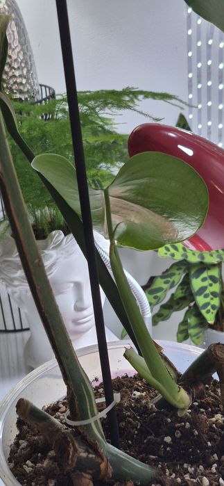 Monstera albomarginata/plante apartament/philodendron