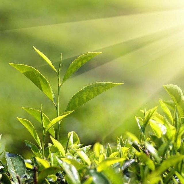 Репетитор по биологии и химии