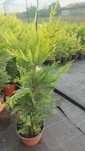 Leylandii Gold Rider