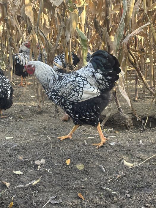 Vand cocosi wyandotte argintiu