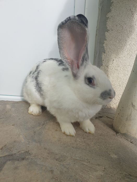 Vand un iepuri femela